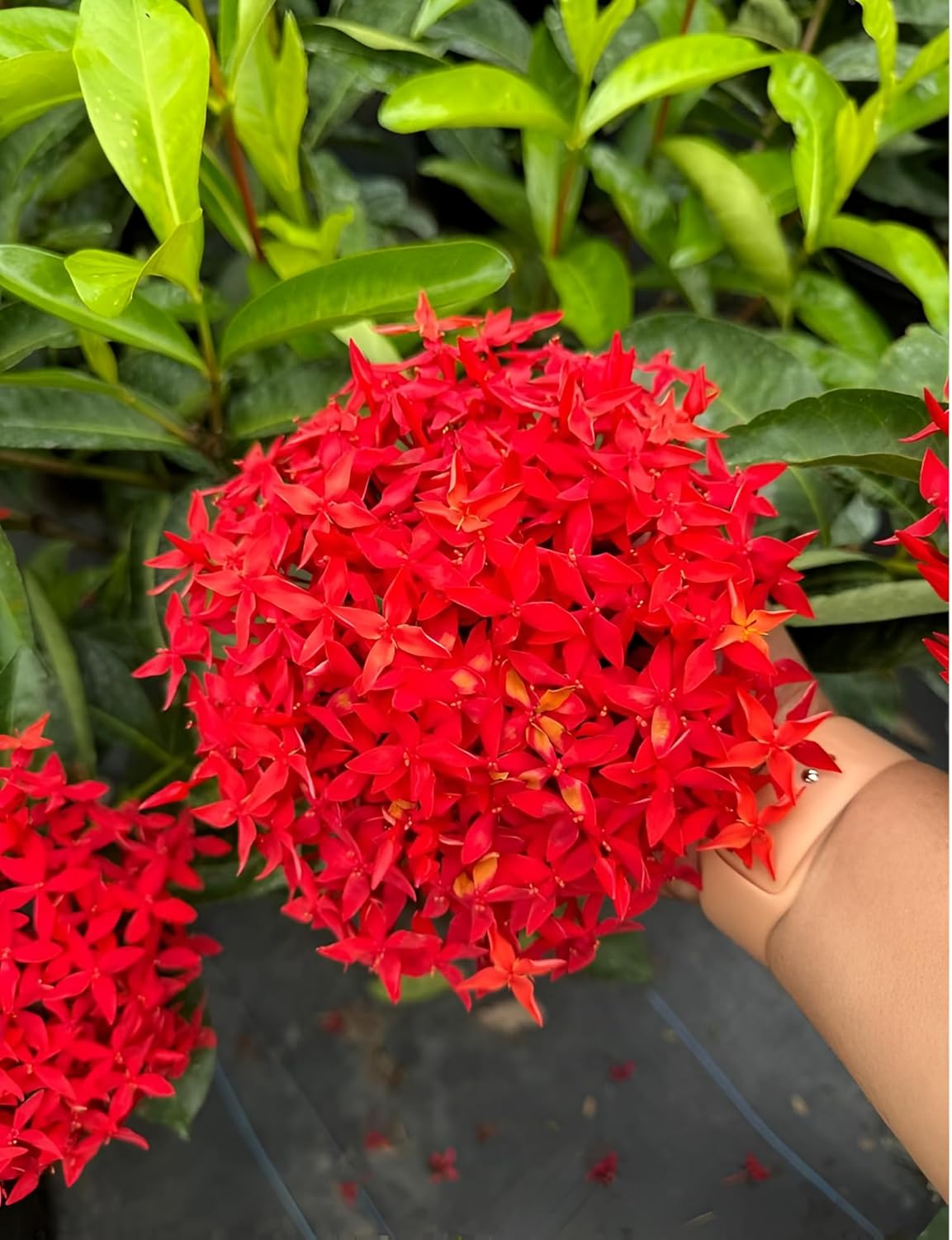 Ixora Red Chethi Plant