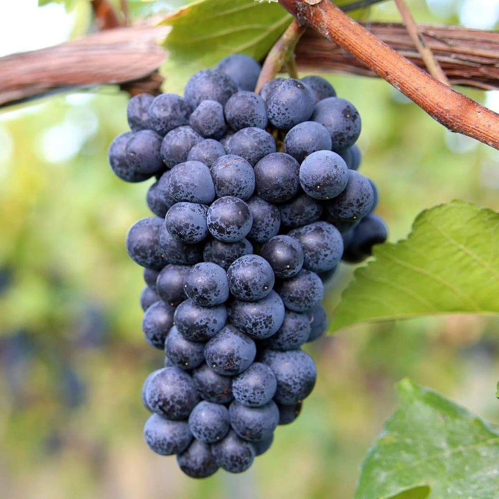 PlantExotic Sweet Jubilee Grape Plant