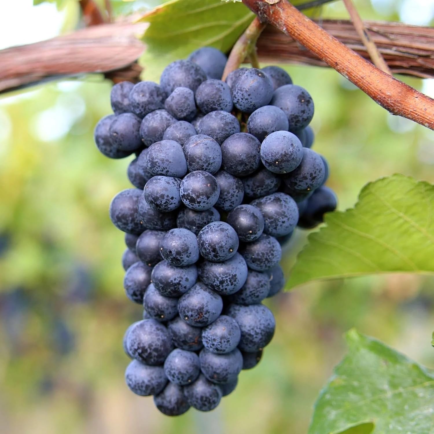 PlantExotic Sweet Jubilee Grape Plant
