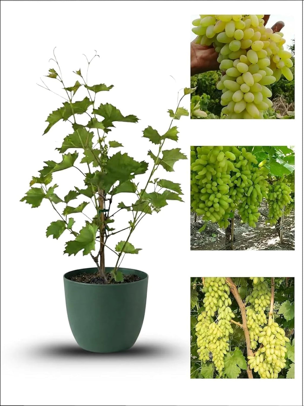 Green Grape Vine Plant