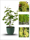 Green Grape Vine Plant