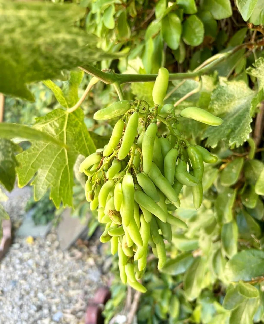 PlantExotic Sweet Seedless Green Grape Vine (Sweet Angoor)Live Plant.