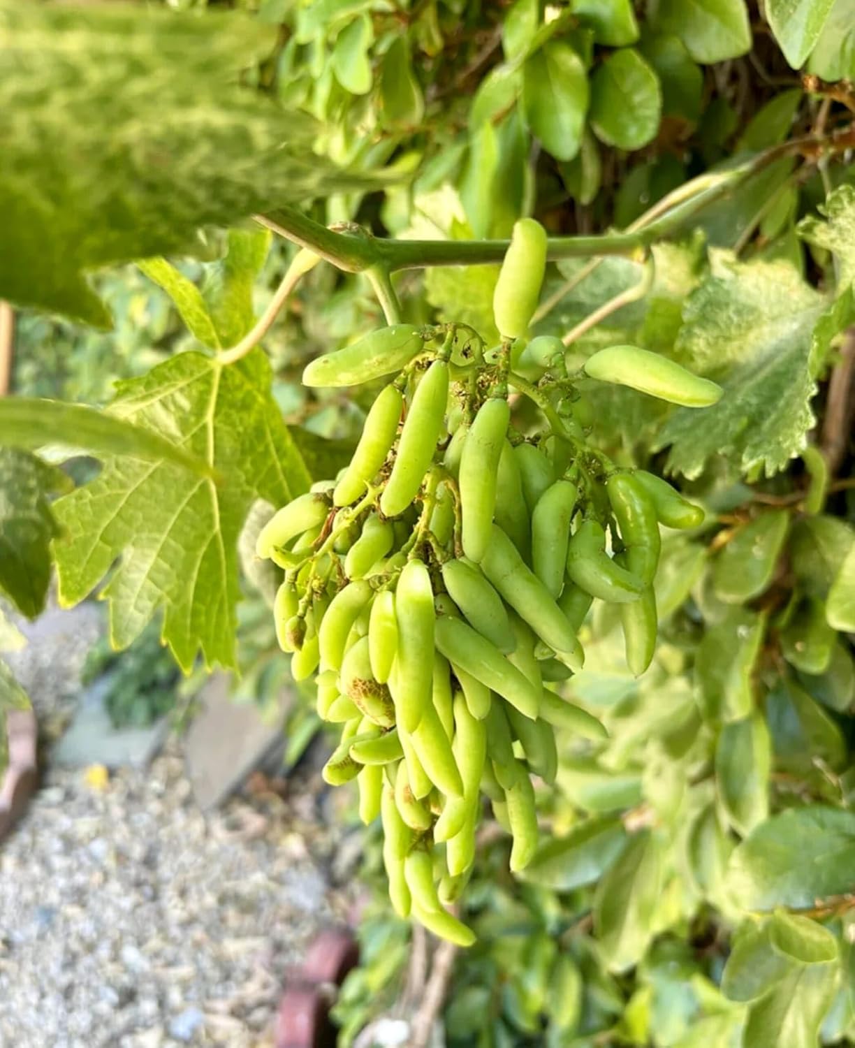 PlantExotic Sweet Seedless Green Grape Vine (Sweet Angoor)Live Plant.