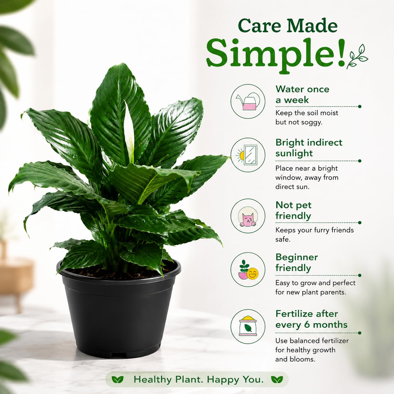 Peace Lily Combo (Pack of 1 Hybrid) Live Plant