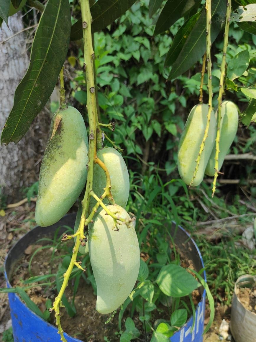 Amrapali Mango Grafted Live Plant | Sweet Hybrid Aam Tree