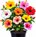 Multi Colour Hibiscus Hybrid Live Plant (GRAFTED 4-6 COLOUR)| Jaba Ornamental Flowering Plant | Exotic Blooming Plant for Home Garden