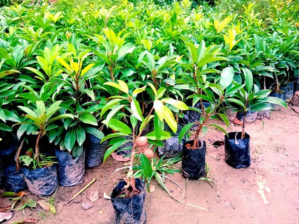 Kalapatti Chiku Grafted Plant