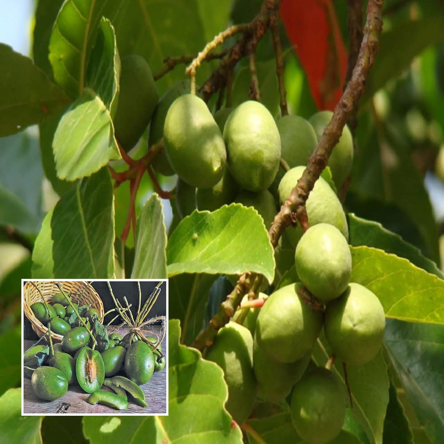 Arabic Olive Imported Self Pollinating Plant