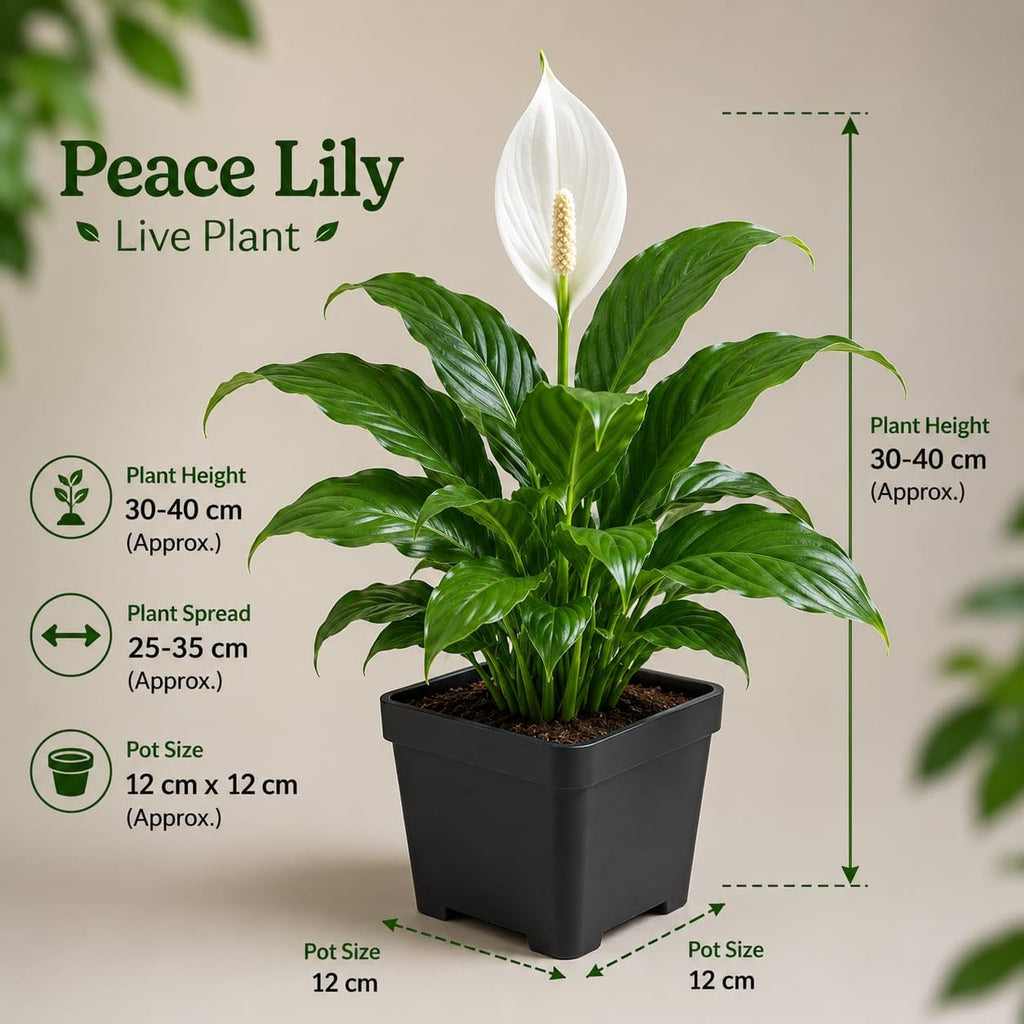 White Peace Lily (Spathiphyllum) Live Plant