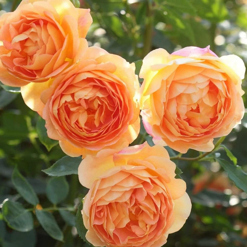 Peach Climbing Rose Plant (Chadiya Gulab)