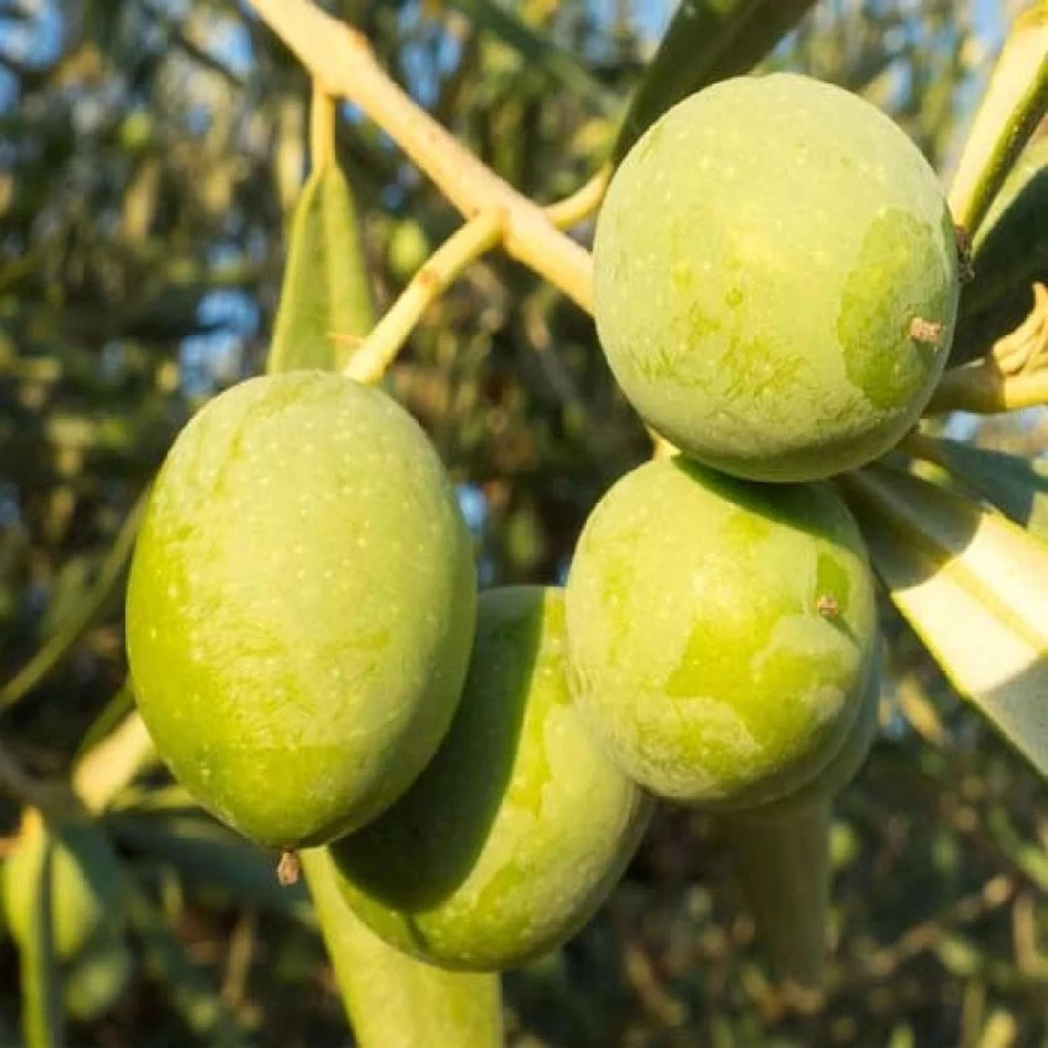 Arabic Olive Imported Self Pollinating Plant