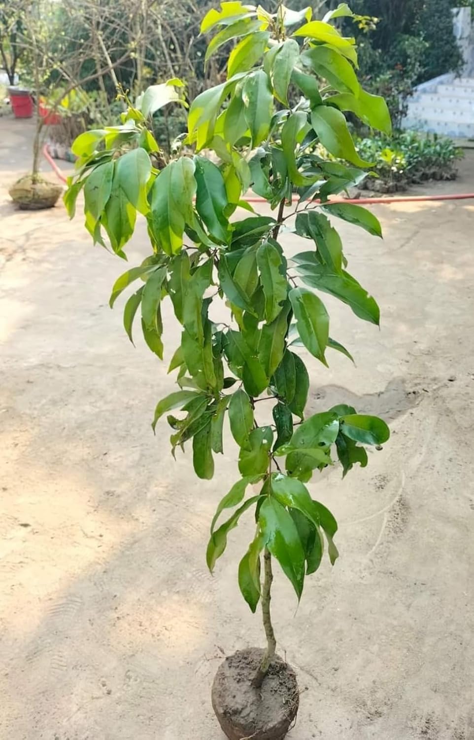 Thai Hybrid Lemon (1.5-2 Ft)(GRAFTED)
