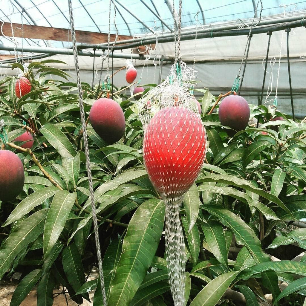 Japanese Miyazaki Mango Grafted
