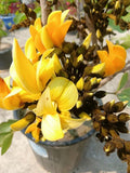 PlantExotic Rare All Time Dwarf Yellow Palash/Butea Very Rare Flowering Tree Plant[Butea Monosperma Ornamental/Medicinal Live Plant [Healthy Plant For Home & Garden],(Pack Of 2