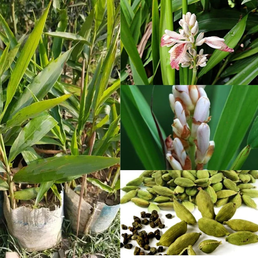 Choti Elaichi (Green Cardamom) Plant