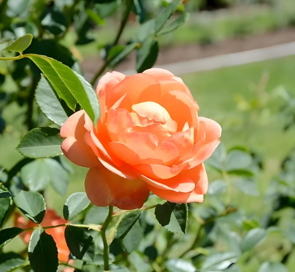 Peach Climbing Rose Plant (Chadiya Gulab)