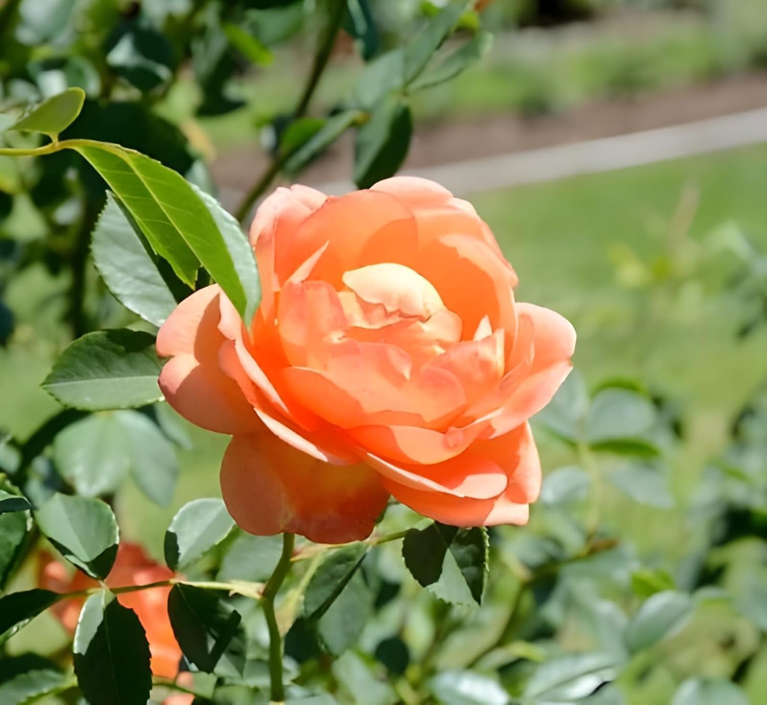 Peach Climbing Rose Plant (Chadiya Gulab)