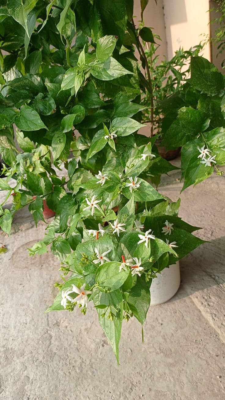 Parijat Night Queen Jasmine Plant (All Time Variety)