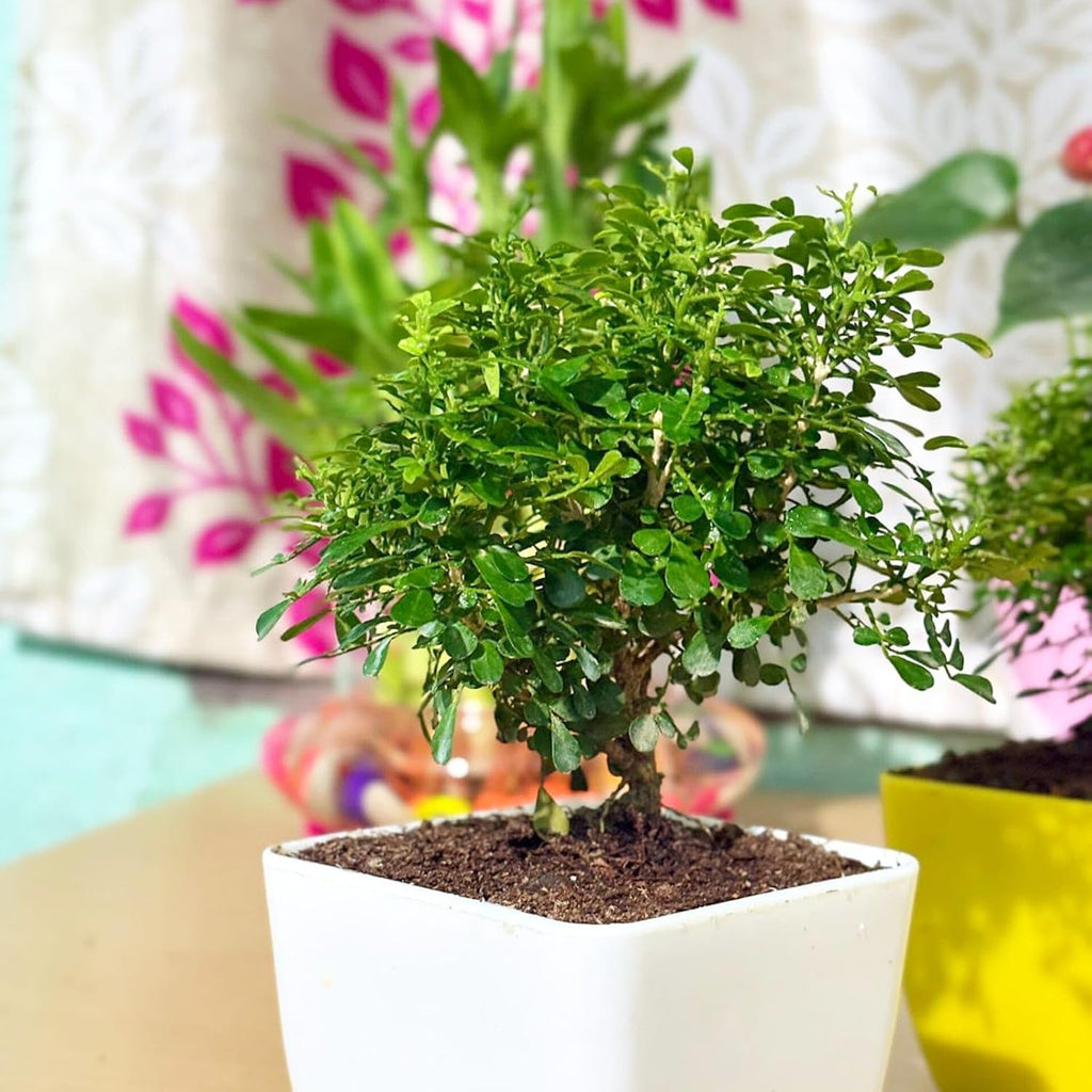Ficus Bonsai Table Kamini Oxygen Indoor Live Plant