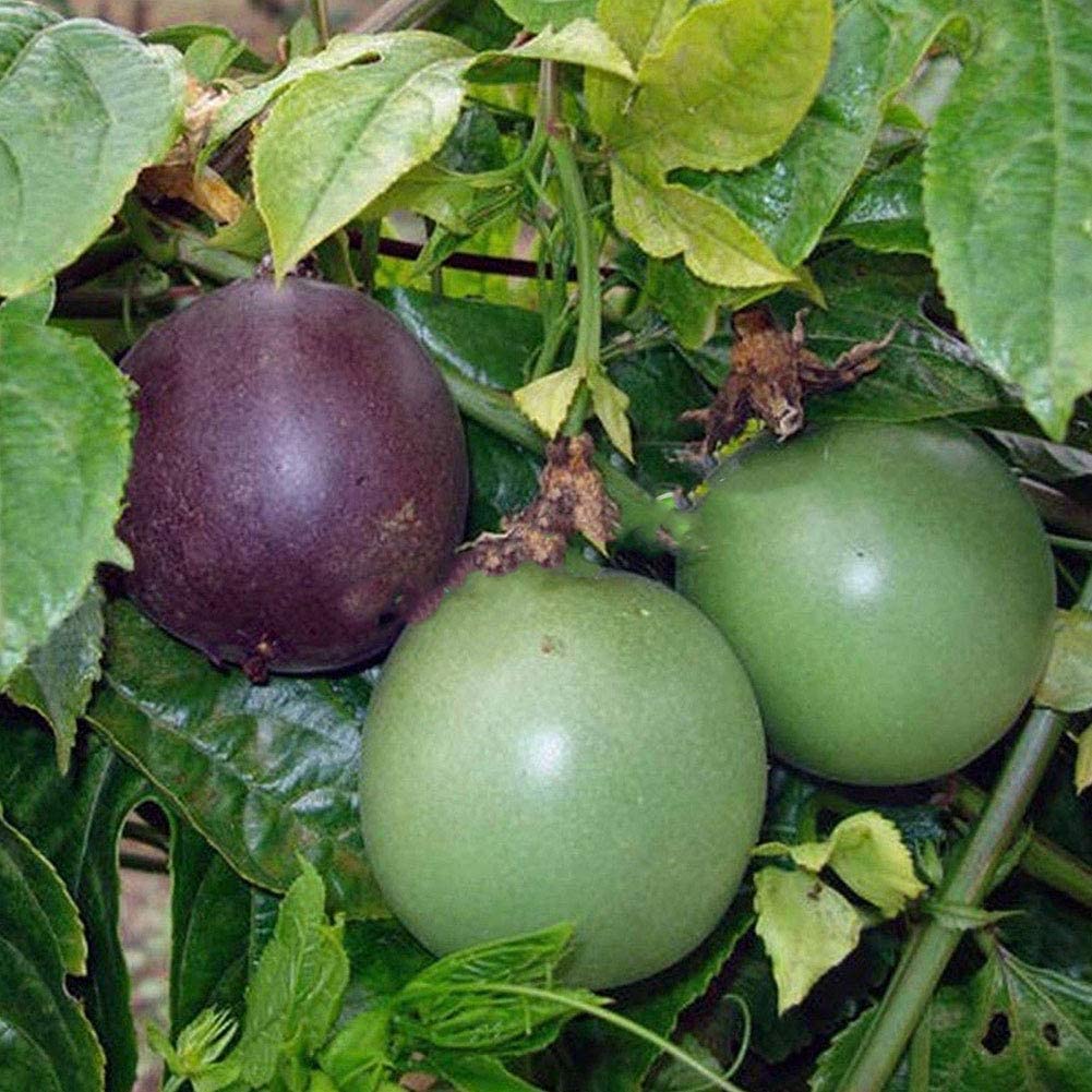 Purple Passion Fruit Vine