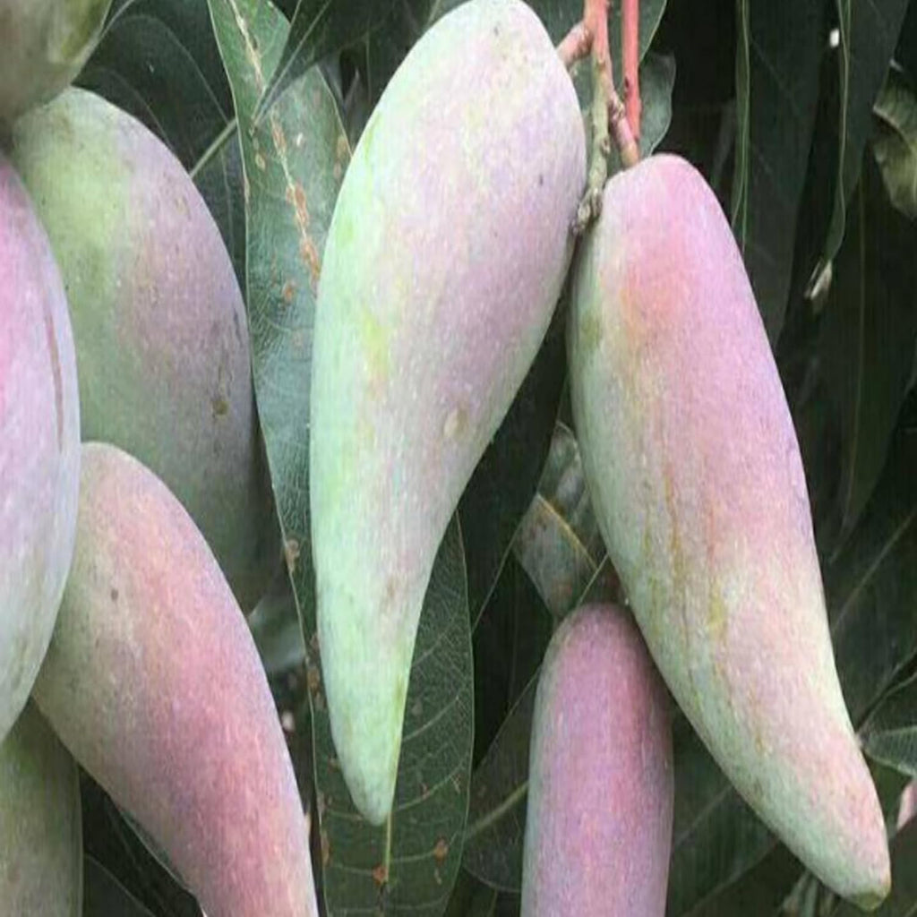Chili Mango (Lajiao Red) Grafted Plant