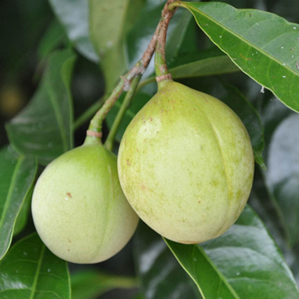 Nutmeg (Jaifal) Plant