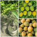 Himsagar Mango Grafted Plant
