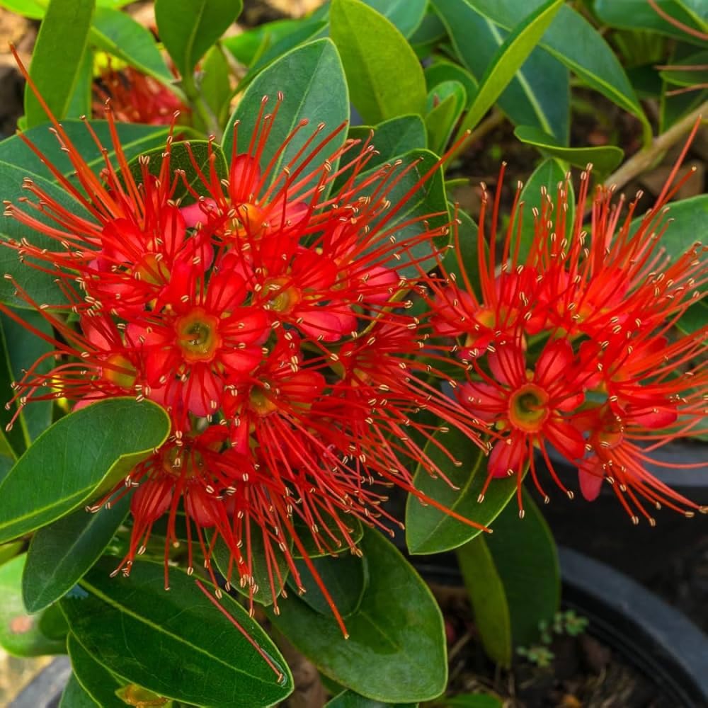 Red First Love Fragrant Flower Plant