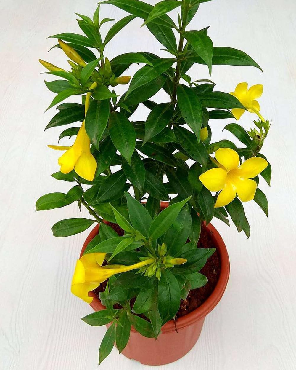 Allamanda Yellow (Golden Trumpet) Live Flowering Plant | Round The Year Bloomer