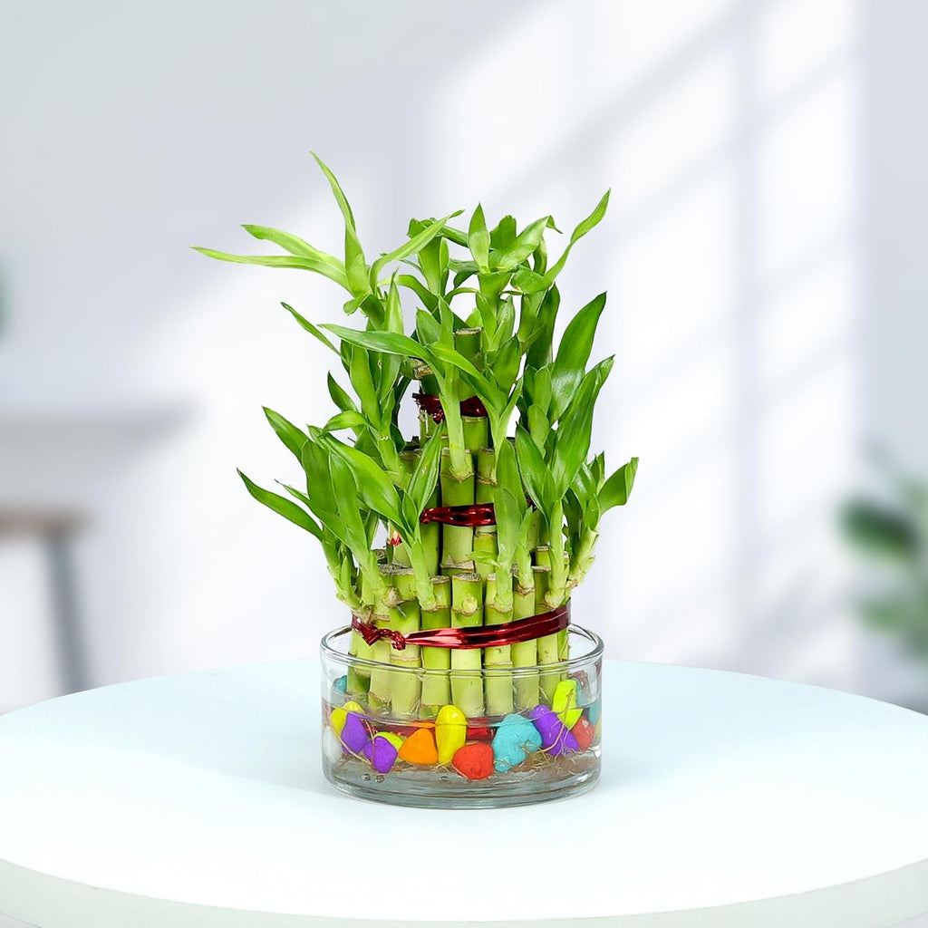 Lucky Bamboo 3 Layer Indoor Plant with Decorative Stones | Feng Shui Table Top Décor (20–25 cm)