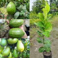 Gandharaj Lemon Air Layered Plant