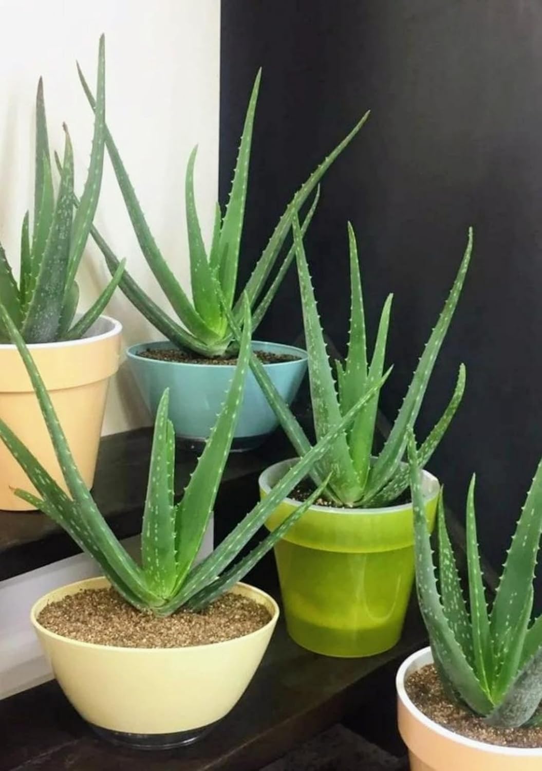 Aloe Vera Live Plant | Medicinal Indoor Outdoor Herbal Plant