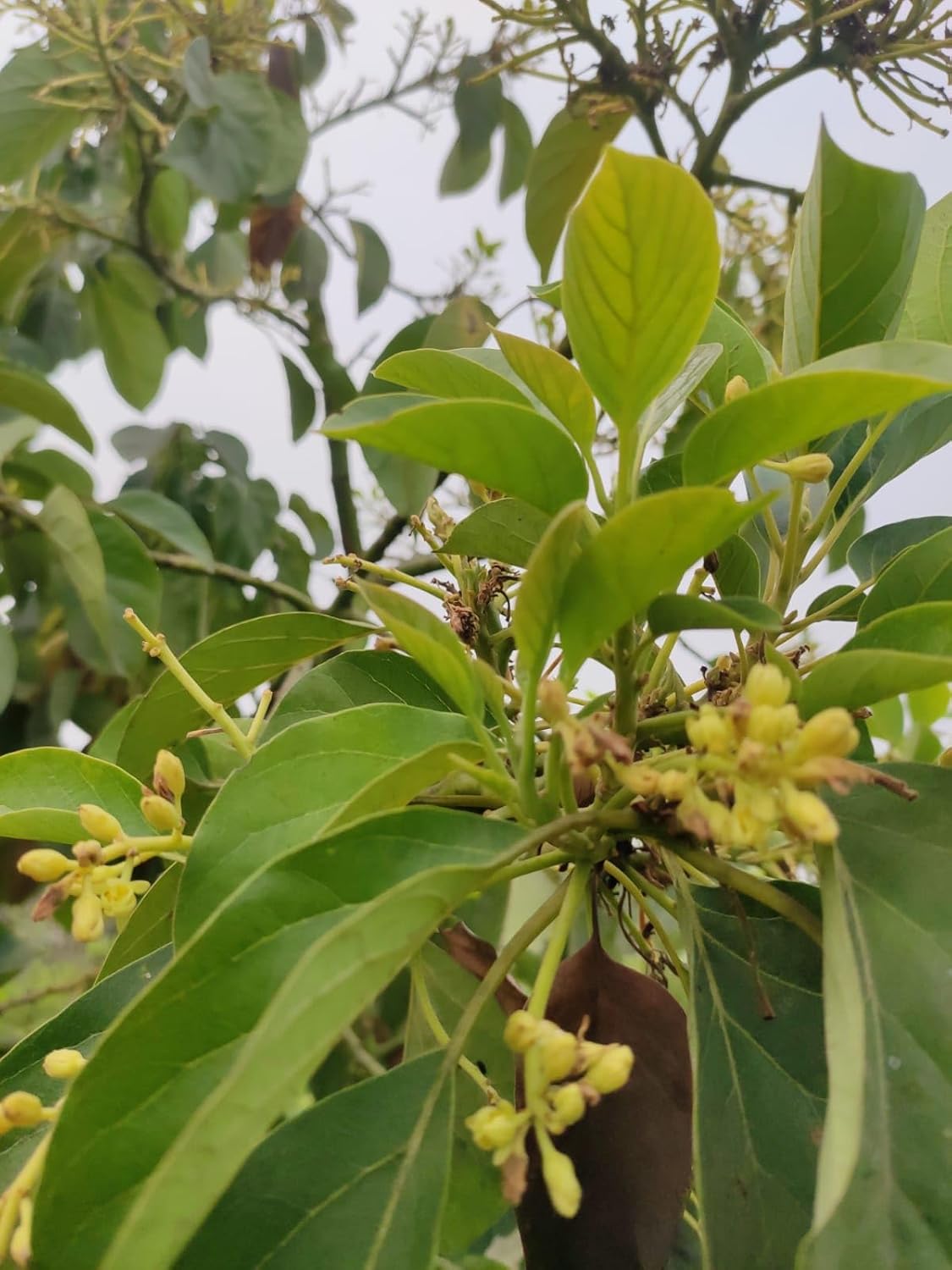 Avocado Grafted Fruit Plant | Healthy Hybrid Avocado Tree | Fast Growing Outdoor Live Plant for Home Garden