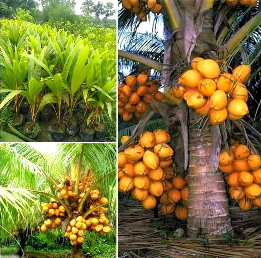 Yellow Malayan Dwarf Coconut Live Plant | Hybrid Tropical Coconut Tree | Fast Growing Home Garden Fruit Plant