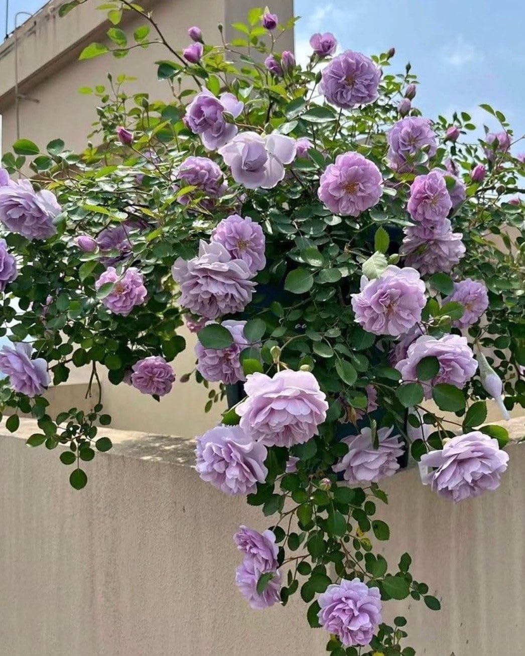 Climbing Rose Pure Purple