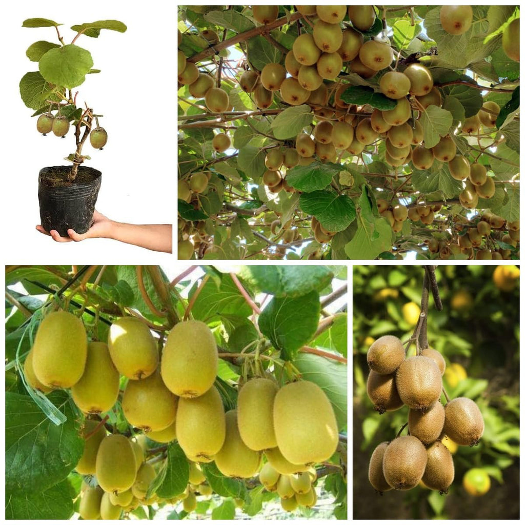 Grey Kiwi Grafted Plant