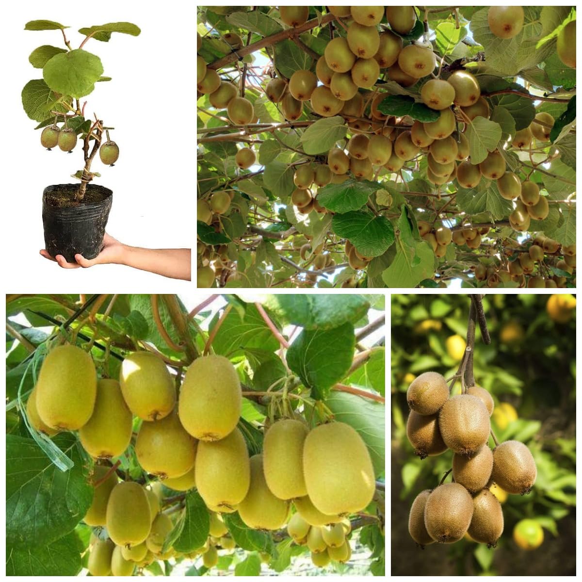 Grey Kiwi Grafted Plant
