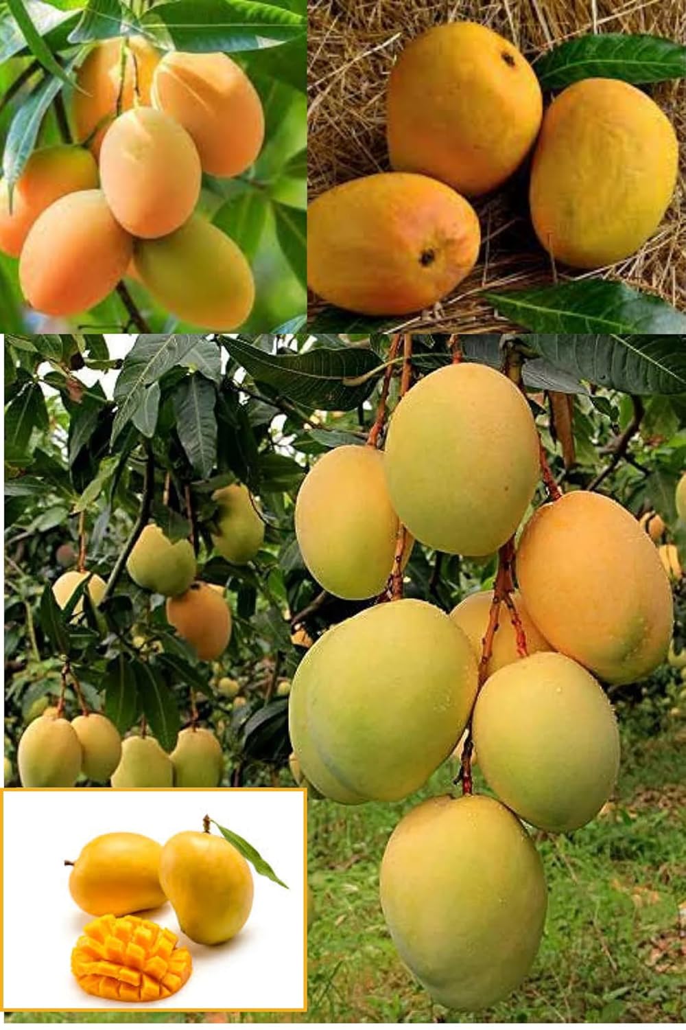 Ratnagiri Alphonso Mango (Hapus) Grafted