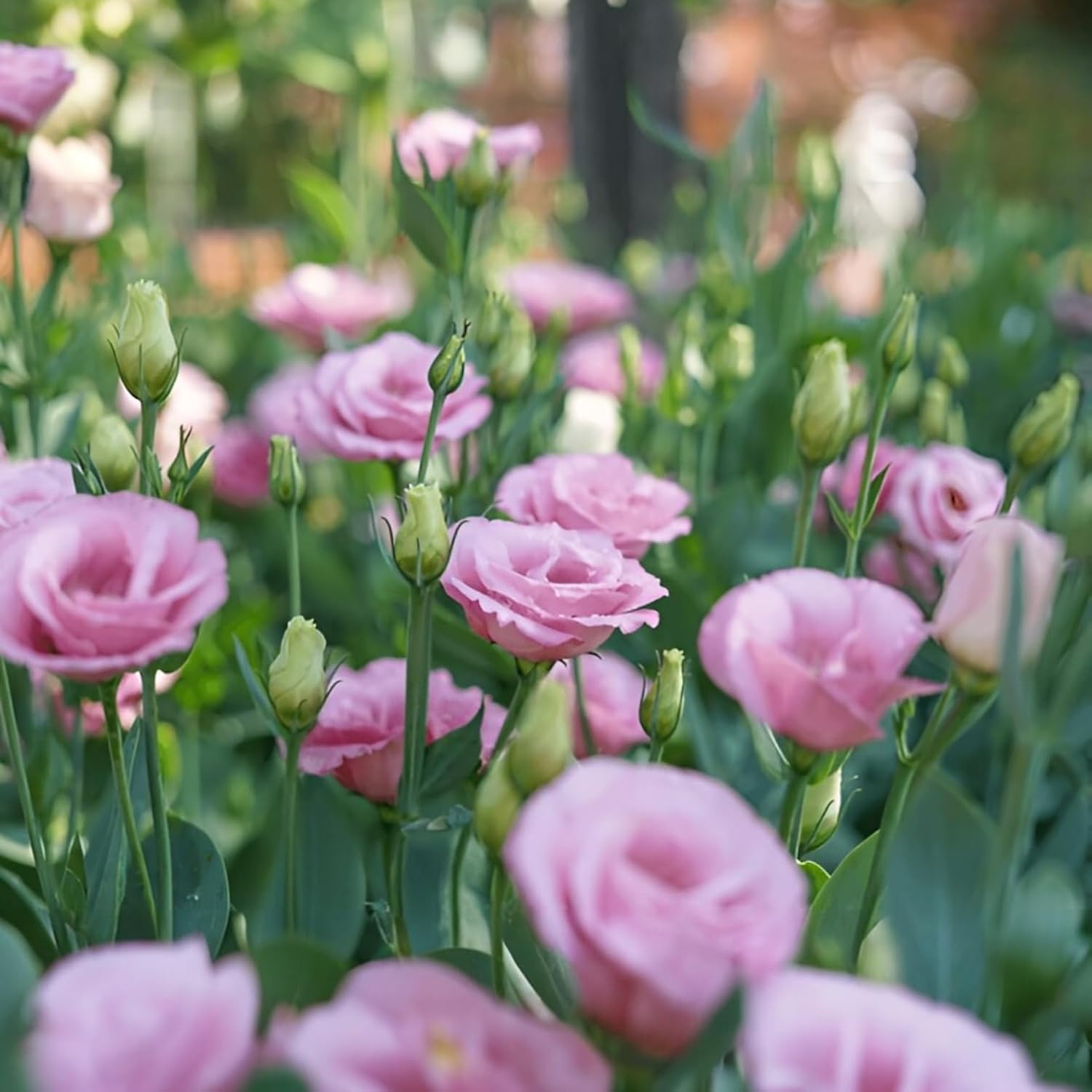 Lisianthus Flowering Plant (Multicolor Pack of 2)