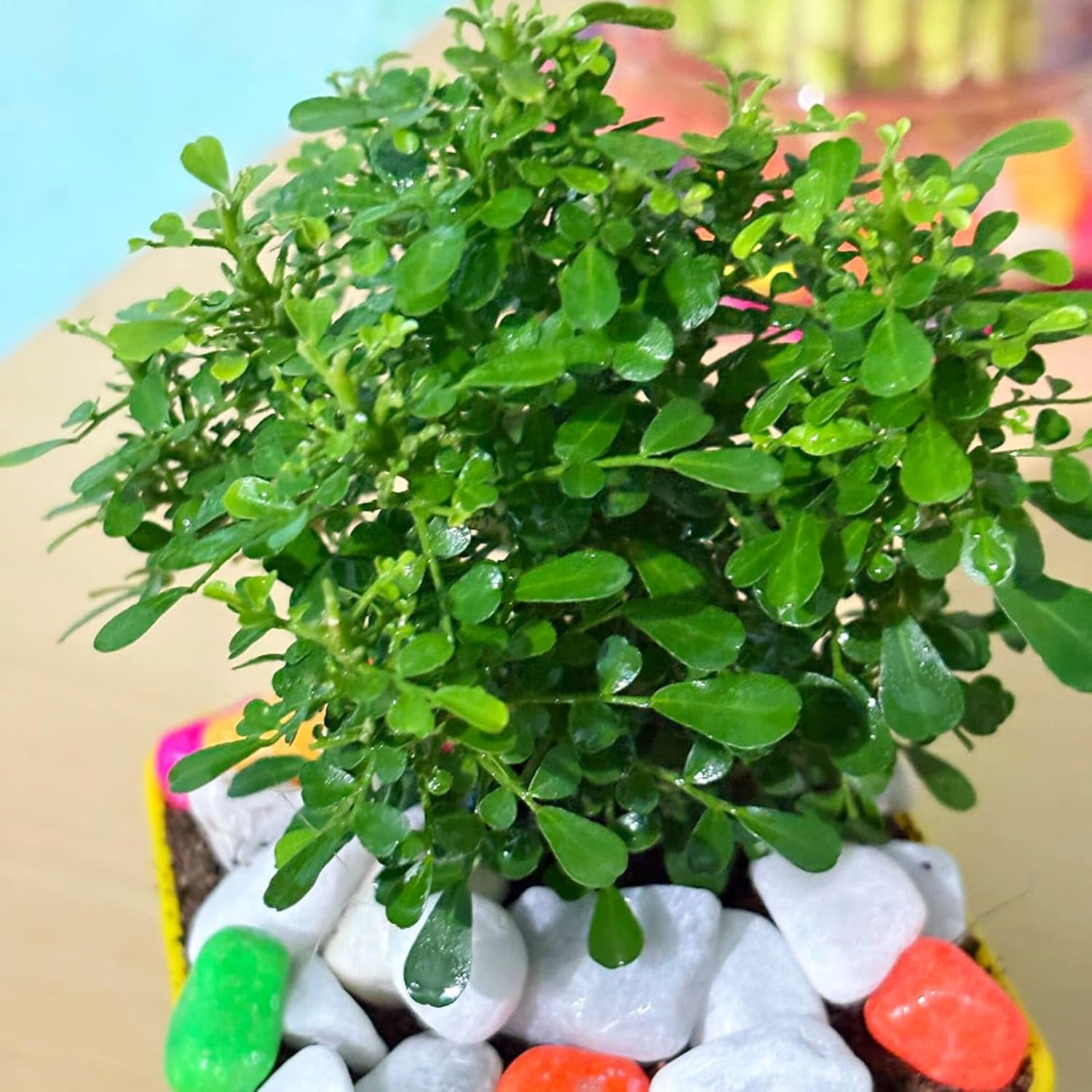 Ficus Bonsai Table Kamini Oxygen Indoor Live Plant