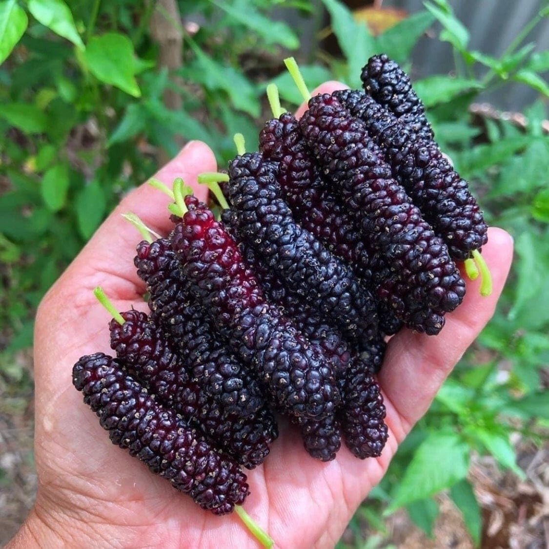 Pakistani Long Black Mulberry Grafted