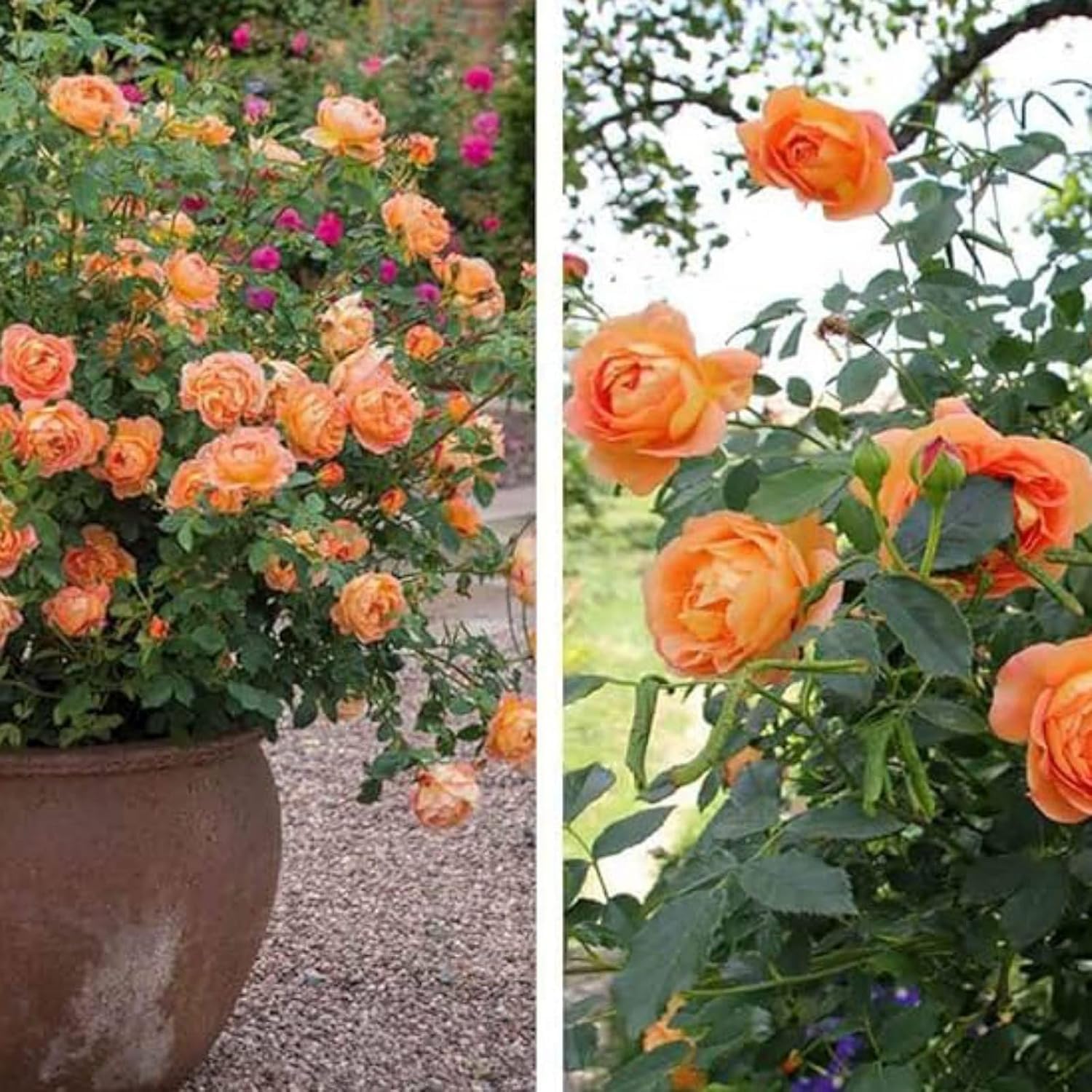 Peach Climbing Rose Plant (Chadiya Gulab)