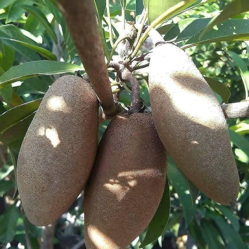 PlantExotic Sweet & Tasty Thai Long Banana Sapota/Chiku Live Plant(GRAFTED) All Time Variety.