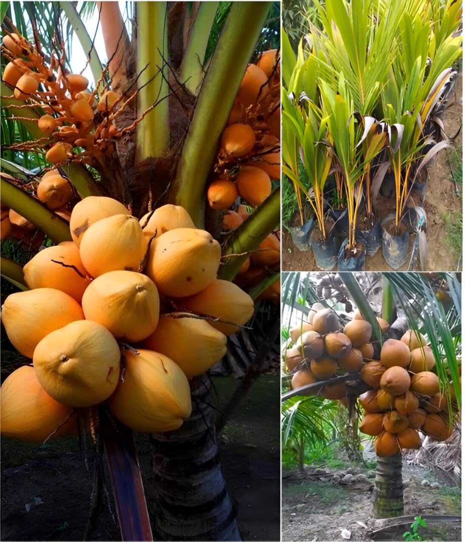 Yellow Malayan Dwarf Coconut Live Plant | Hybrid Tropical Coconut Tree | Fast Growing Home Garden Fruit Plant