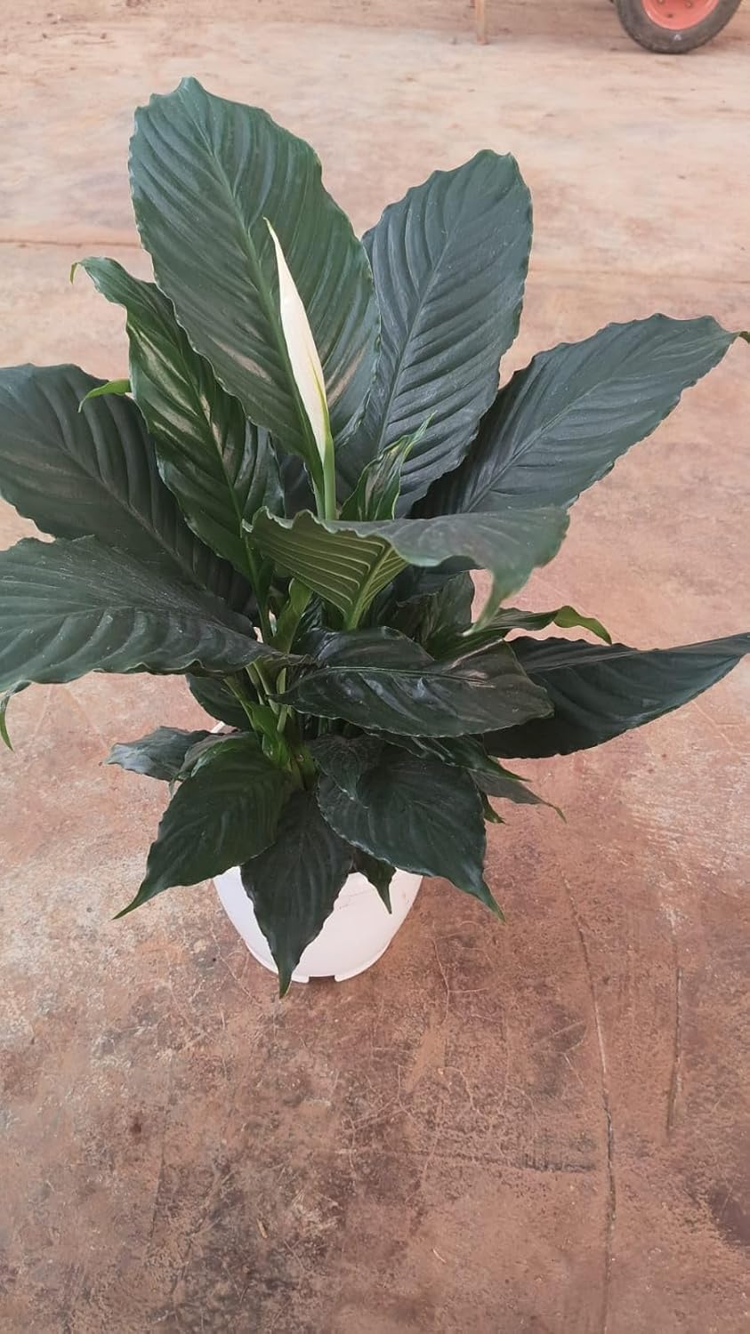 Peace Lily Combo (Pack of 1 Hybrid) Live Plant
