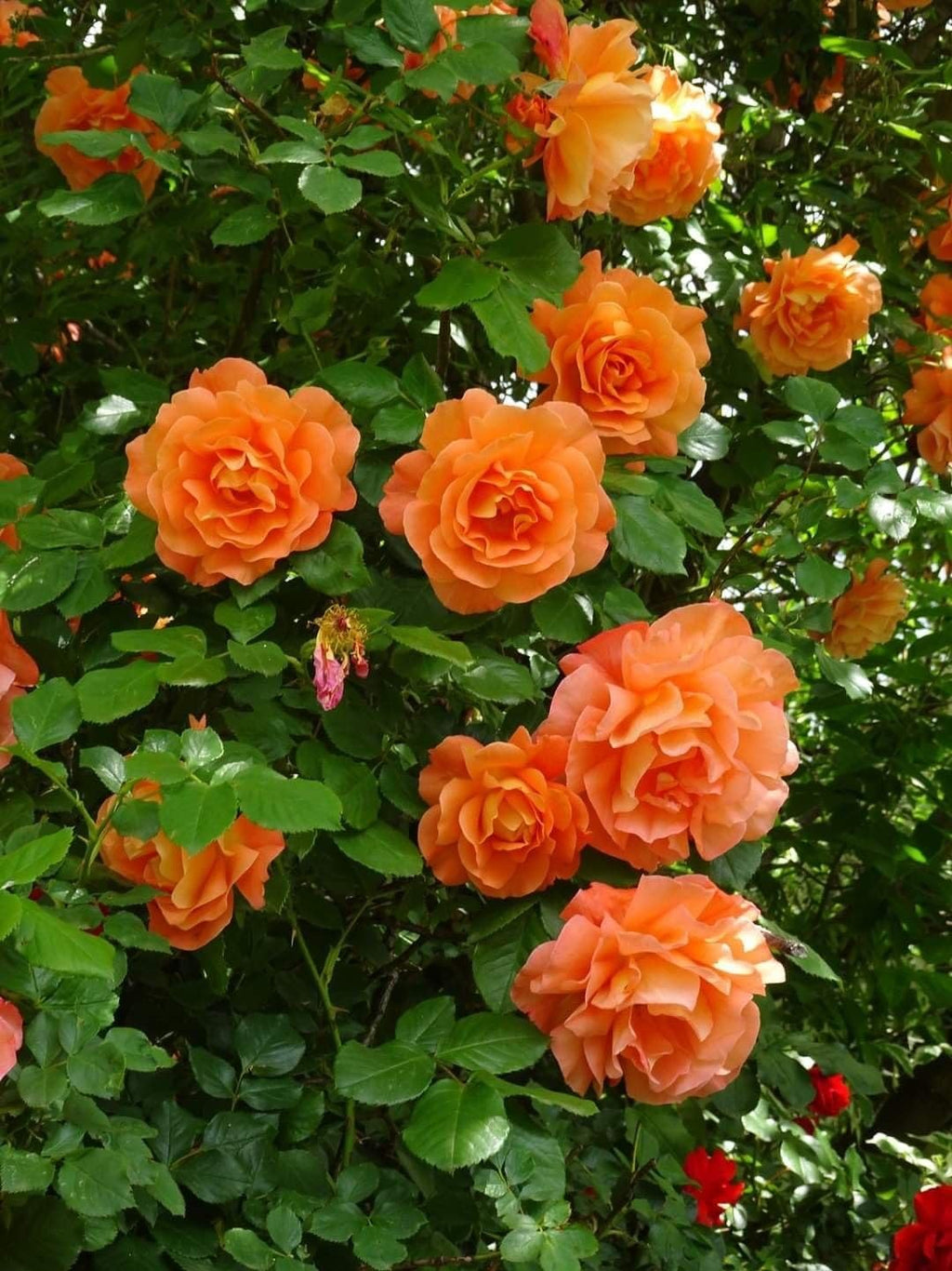 Climbing Rose Orange Live Plant