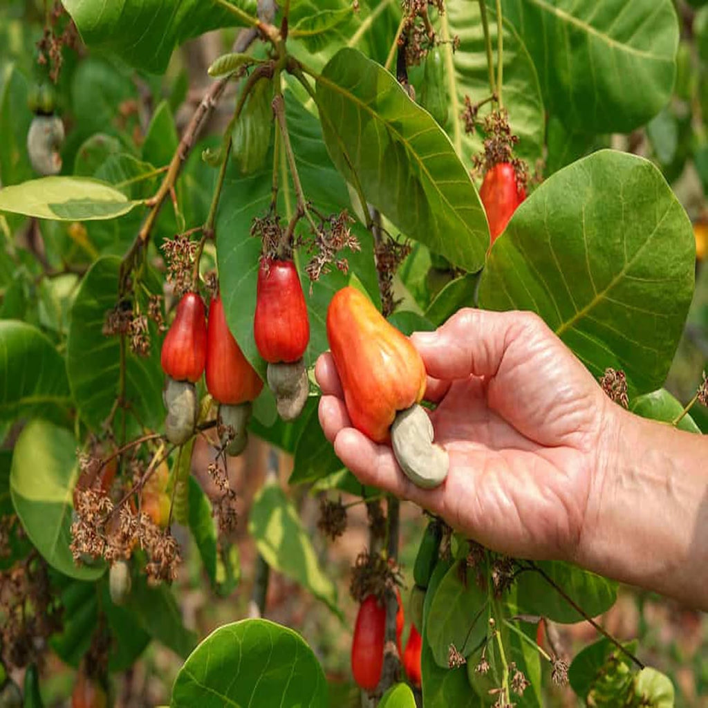 Cashew (Kaju) Grafted Plant