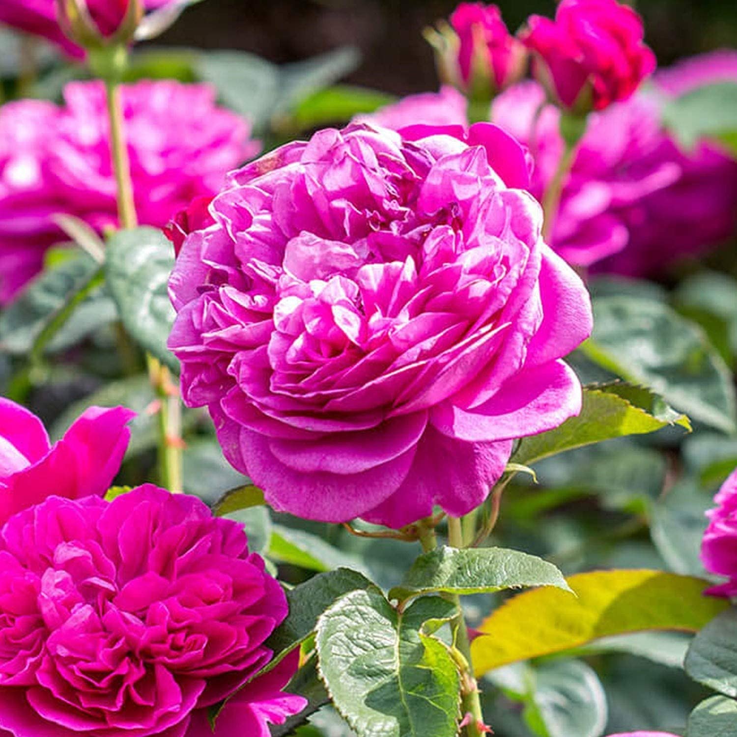 Climbing Rose Pink Live Plant