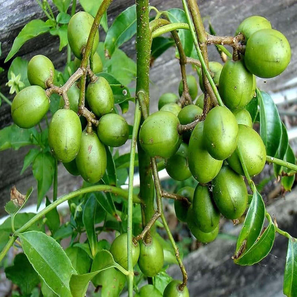 Hog Plum (Amra) Pack Of 1 Grafted