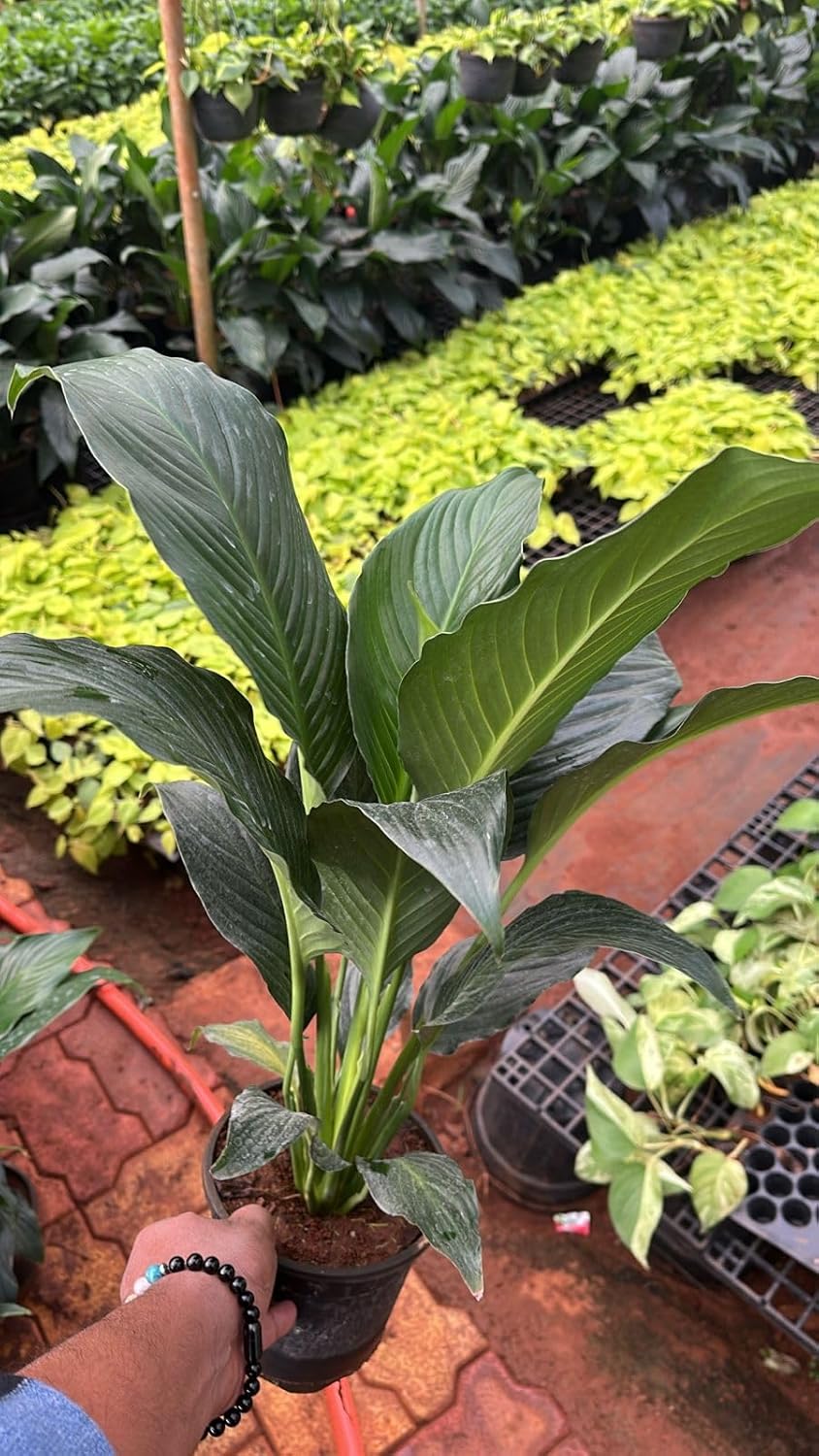 Peace Lily Combo (Pack of 1 Hybrid) Live Plant